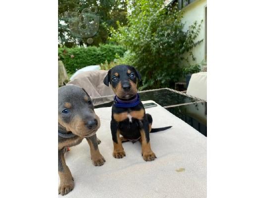 PoulaTo: Πωλούνται κουτάβια Doberman Pinscher