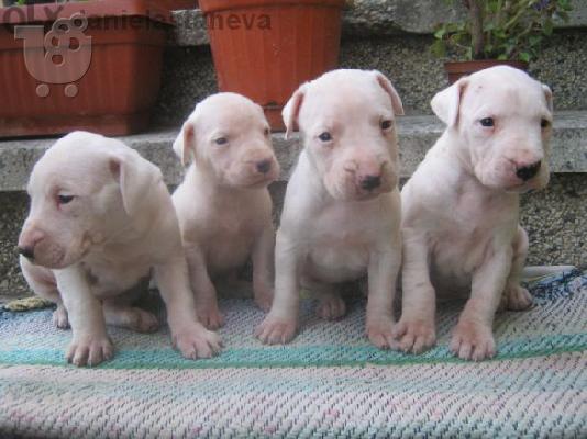 PoulaTo: DOGO ARGENTINO