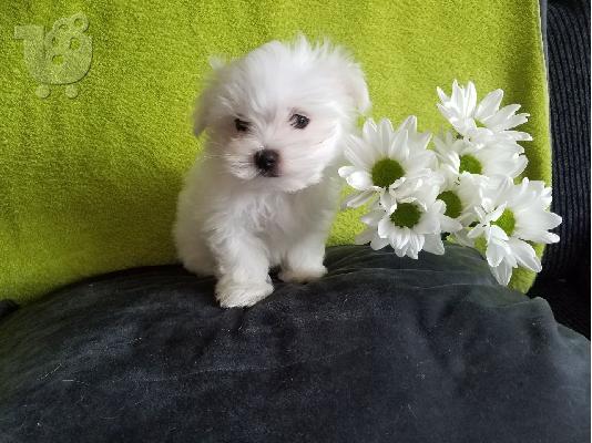 Lovely Maltese κουτάβια ψάχνουν για πάντα σπίτι