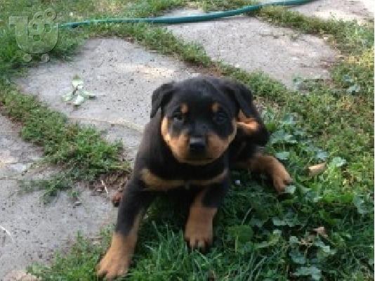 ROTTWEILER