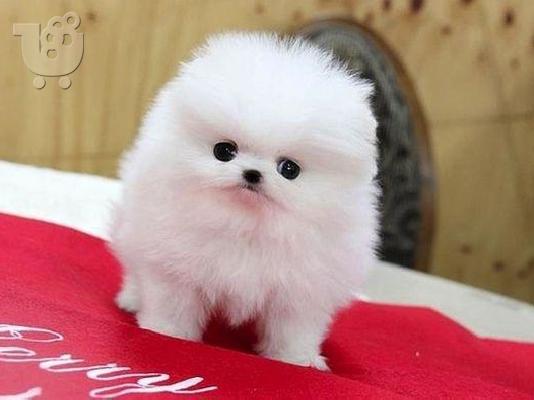 PoulaTo: Pomeranian spitz mini / Πομεράνιαν σπιτζ μίνι