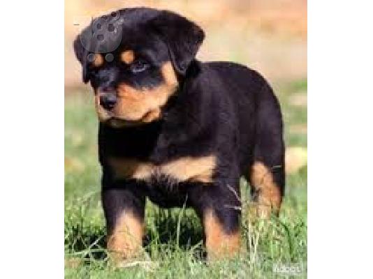 Ειδική μικρά κουτάβια Rottweiler