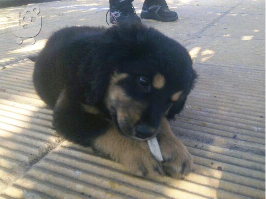 PoulaTo: ΚΟΥΤΑΒΑΚΙ ROTTWEILER ΗΜΙΑΙΜΟ ΧΑΡΙΖΕΤΑΙ