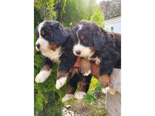 Κουτάβια Bernese Mountain Dog