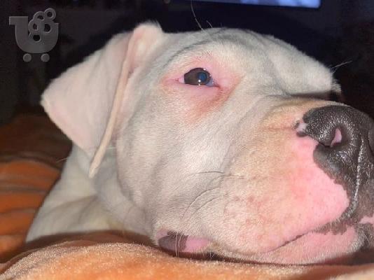 Κουτάβια Dogo Argentino