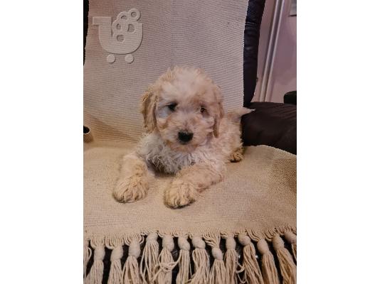 Goldendoodle κουτάβια