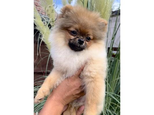 Pomeranian κουτάβια ανώτερης καταγωγής