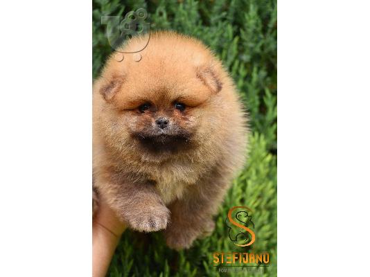 Κουτάβια Pomeranian Boo