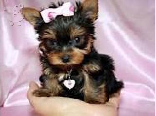 Οι Cutest Micro κουτάβια Yorkie Διαθέσιμο για καλή σπίτια