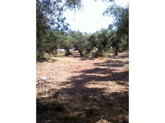 Oικοπεδο 3500τμ. Ζακυνθο-Αγιος Κηρυκας