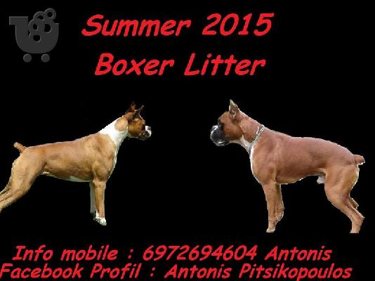 PoulaTo: Boxer