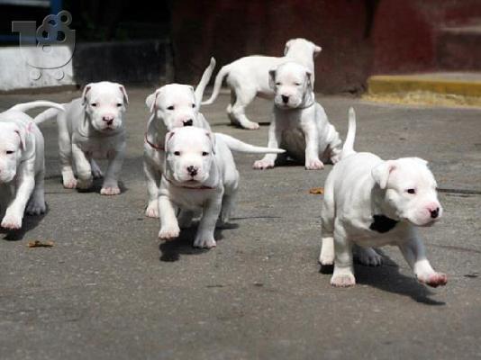 Dogo Argentino-Ντόγκο Αρτζεντίνο