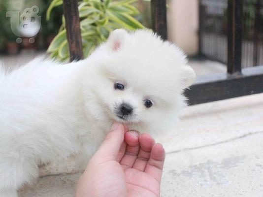 Προσφορά χαριτωμένων κουταβιών Pomeranian (konstantinofontalia@gmail.com)...