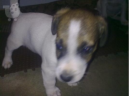 Jack Russel Terrie