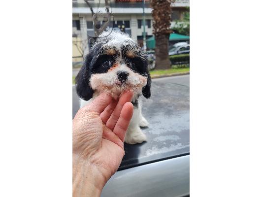Maltese