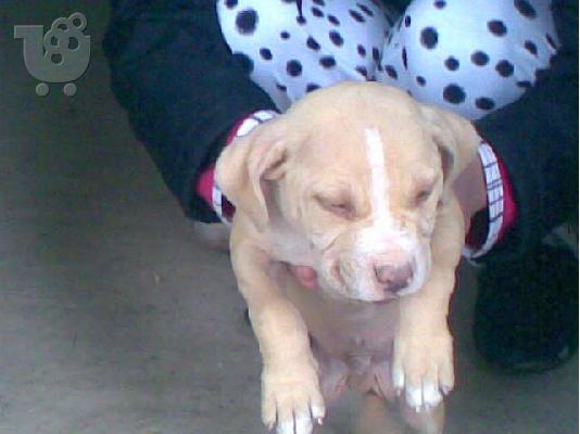 PIT BULL κουταβακι  RED NOSE Πίτμπουλ