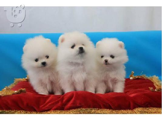 PoulaTo: Δύο φοβερό Pomeranian κουτάβια