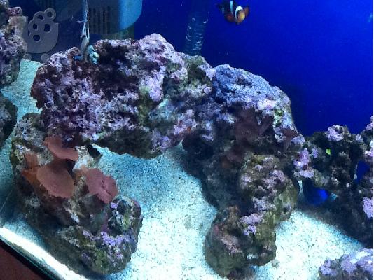 OPEN REEF 60lt