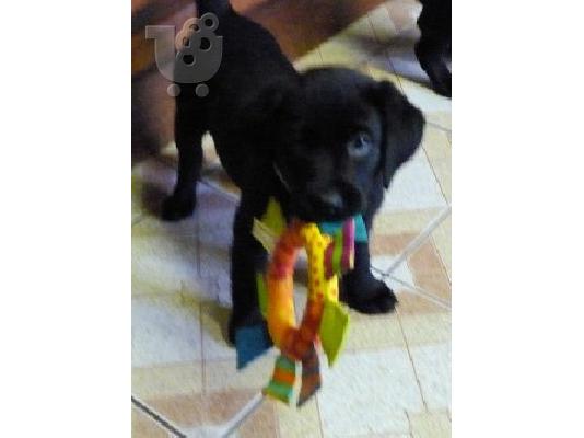 PoulaTo: Μαύρο retriever του Λαμπραντόρ κουτάβι διαθέσιμο τώρα ..
