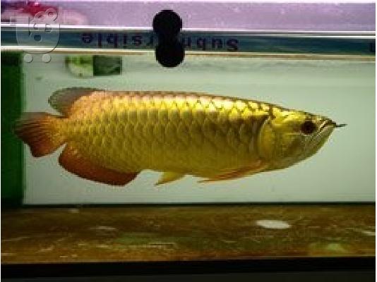 PoulaTo: Σούπερ Red Arowana ψάρια και πολλά άλλα Διαθέσιμο