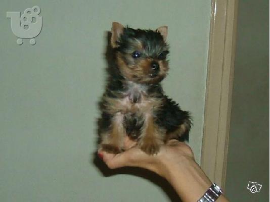 PoulaTo: Αναζήτηση: Yorkshire-terrier mini