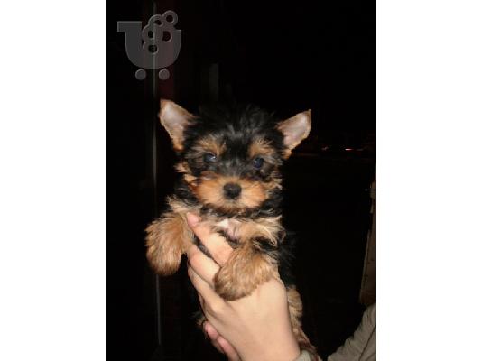 yorkshire terrier mini Τεριέ Γιορκσάιρ Τεριέ Γιορκσάιρ