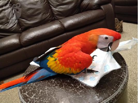 PoulaTo: Χειροποίητα Scarlet Macaws