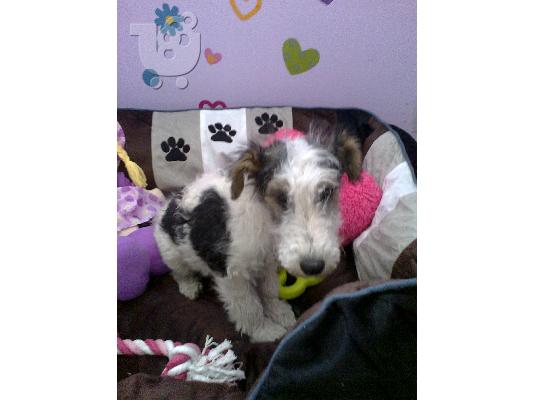 PoulaTo: Fox terrier wire