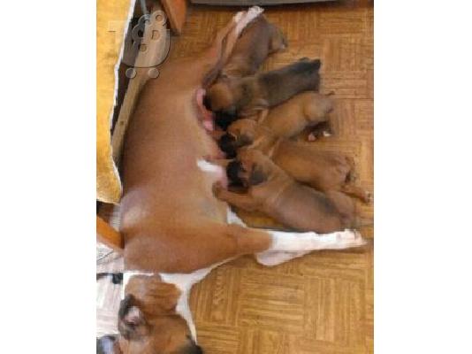 PoulaTo: BOXER