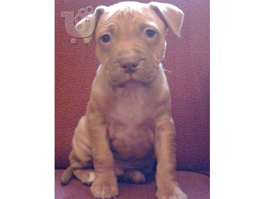American pitbull terrier