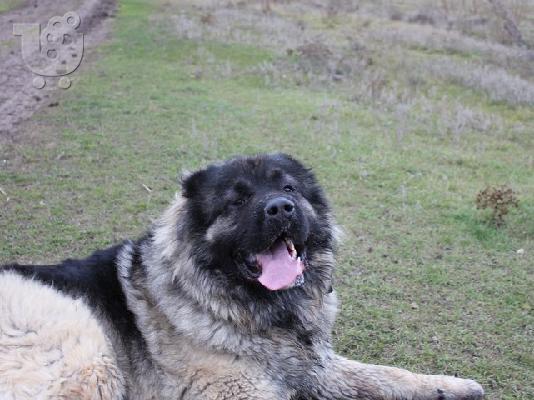  caucasian dog 4 minwn