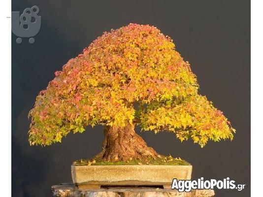 PoulaTo: 10 Σποροι Χρυσο Bonsai
