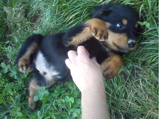 ΠΩΛΟΥΝΤΑΙ ΚΑΘΑΡΟΑΙΜΑ ΚΟΥΤΑΒΙΑ ROTTWEILER-250Ε