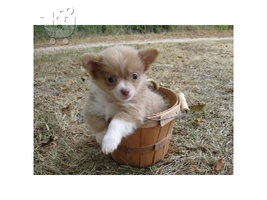 ΚΑΛΑΙΣΘΗΤΟ PUPPY CHIHUAHUA για υιοθεσία