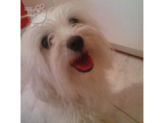 PoulaTo: maltesaki toy μαλτεζακι μινιατουρα Μαλτέζικος
