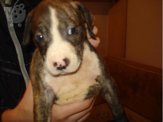 pitbull