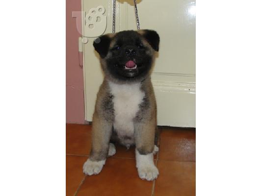 AKITA INU ΚΑΘΑΡΟΑΙΜΑ ΚΟΥΤΑΒΙΑ Γιαπωνέζικος Ακίτα