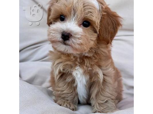 Πανέμορφα mini maltipoo κουτάβια με γενεαλογικό.