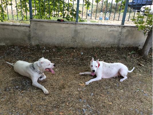 dogo argentino