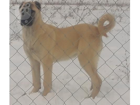 PoulaTo: Turski kangal