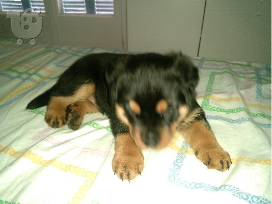 Rottweiler