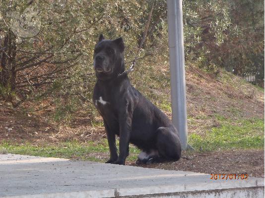 PoulaTo: ΖΗΤΕΙΤΕ ΘΗΛΥΚΟ CANE CORSO ΓΙΑ ΖΕΥΓΑΡΩΜΑ