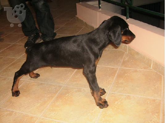 DOBERMAN ΚΟΥΤΑΒΑΚΙΑ 2,5 ΜΗΝΩΝ Ντόμπερμαν
