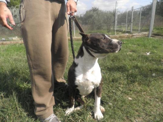 PoulaTo: pitbull Πίτμπουλ