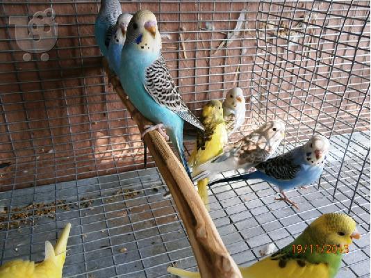 PoulaTo: Παπαγαλακια BUDGIE
