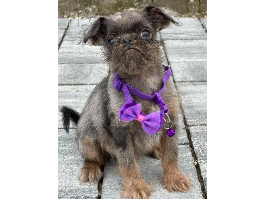 PoulaTo: Brussels Griffon αρσενικά κουτάβια προς πώληση