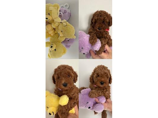 PoulaTo: KC Red Toy Poodle