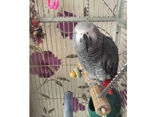 PoulaTo: Timneh African Grey Parrots