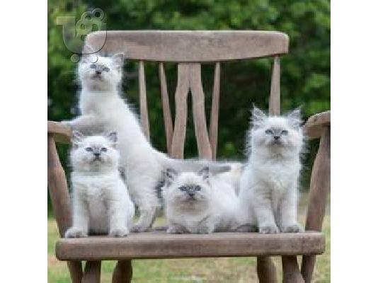 PoulaTo: Bengal kittens for Rehoming