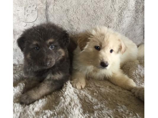 Njemački ovčar i psići za prodaju kontaktirajte preko (whatsapp 32460219218) ili (viber 23...